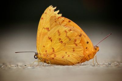 Close-up of butterfly 