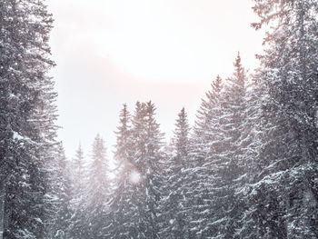 Pine trees in forest during winter