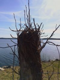 Bare tree on lakeshore