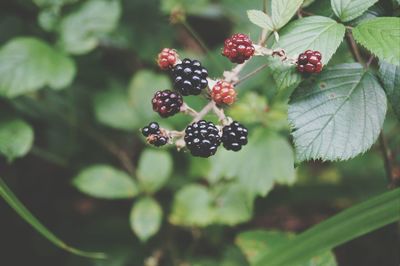 Close up of blackberries