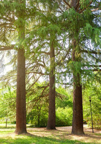 Pine trees in forest