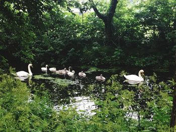 Swans swimming in pond