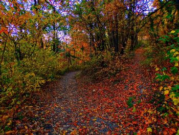 Autumn trees in forest