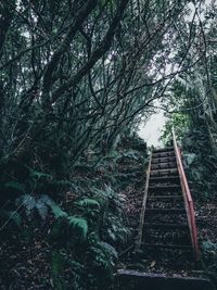 Low angle view of tree growing in forest