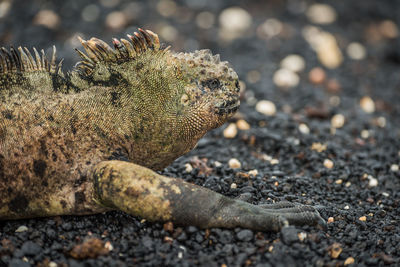 Close-up of marine iguana on beach