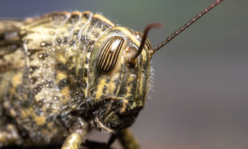 Close-up of insect