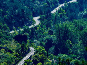 High angle view of pine trees in forest