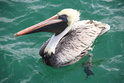 High angle view of pelican swimming in lake