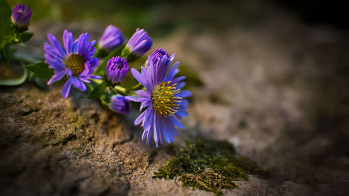 Close-up of purple crocus flowers on field