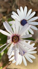 Close-up of white flower