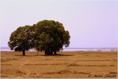 Trees on field against clear sky