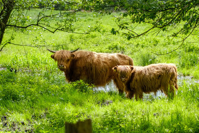 Sheep in a field