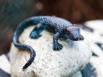 Close-up of artificial lizard on rock