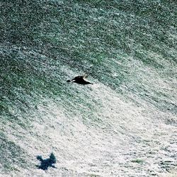 Bird in water