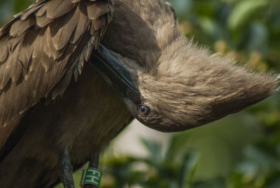 Close-up of eagle perching on branch