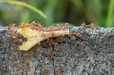 Close-up of insect on plant