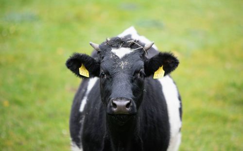 Portrait of cow on field