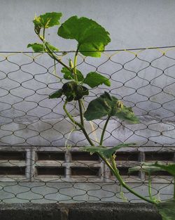 Plant growing by chainlink fence against wall