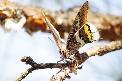 Close-up of butterfly on plant