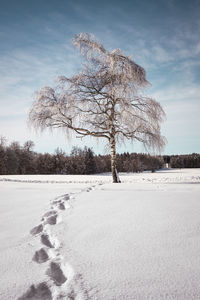 Bare tree on snow covered field against sky