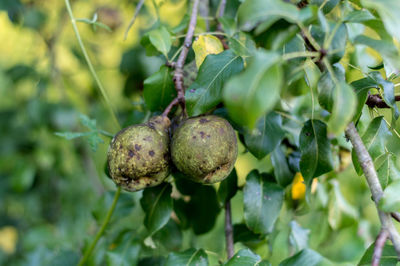 Close up photo of a few pears on branch in a garden