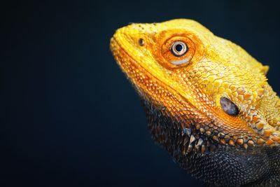 Close-up of lizard on white surface