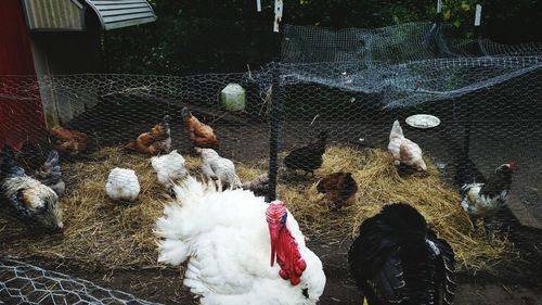 High angle view of rooster