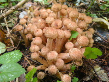 Close-up of mushrooms growing on plant