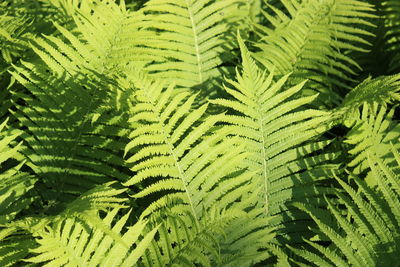 Full frame shot of fern leaves