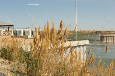 Plants growing by lake against sky