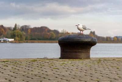 Seagull perching on wooden post