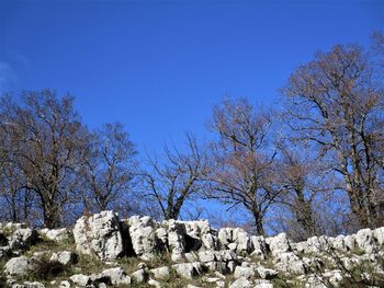 Low angle view of bare trees against clear blue sky