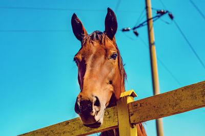 Horse head on background of blue sky. close. looking at camera.