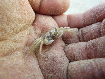 Close-up of a hand holding crab