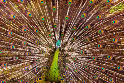 Full frame shot of peacock with feathers fanned out