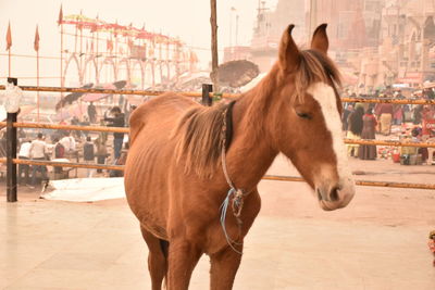 Horse standing in ranch