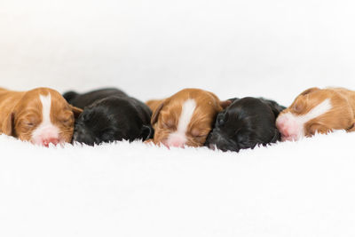 Close-up of cute puppies sleeping on blanket against white background