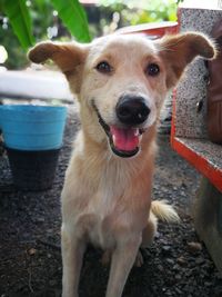 Close-up portrait of dog