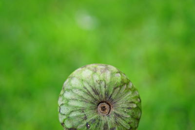 Close-up of fresh green leaf