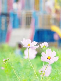 Close-up of flowers