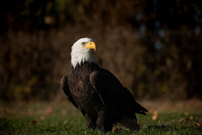 Close-up of a bird looking away