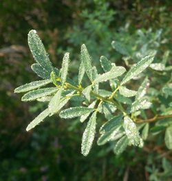 Close-up of water drops on leaves