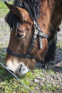 Close-up of a horse on field