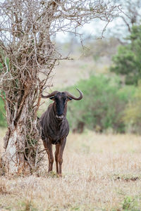 Horse standing on field