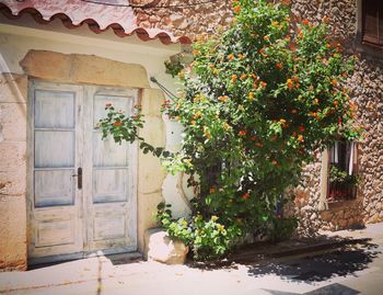 Potted plants against building