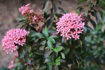 Close-up of pink flowering plant