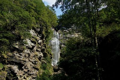 Low angle view of waterfall in forest