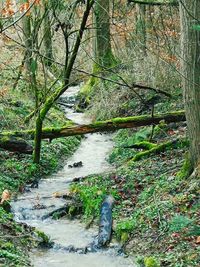 Plants growing by river in forest