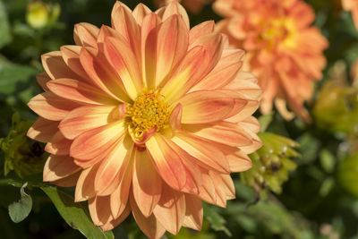 Close-up of flower against blurred background