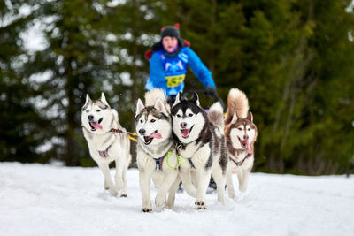 Full length of dog on snow